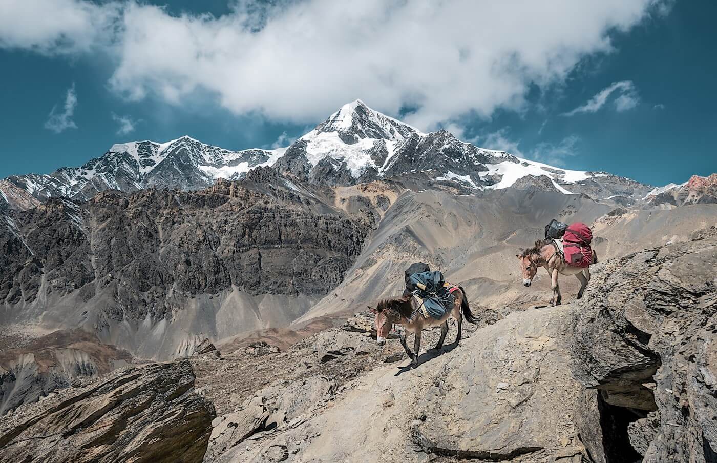 Two donkeys carry climbing gear through rough terrain with high snowy mountain peaks in the background.